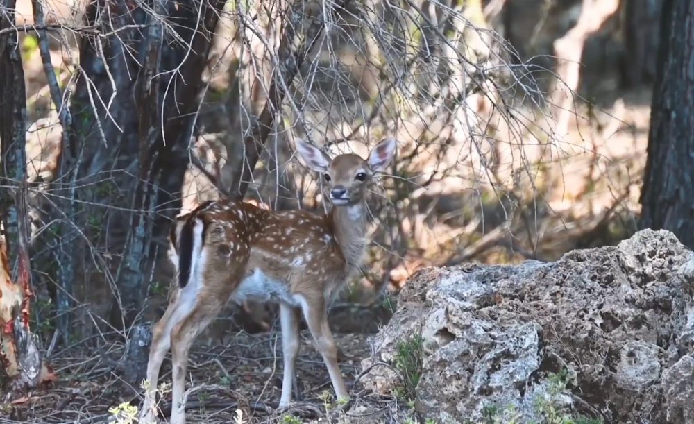 Alageyikte 'tüm zamanların en yüksek yavru sayısı'na ulaşıldı