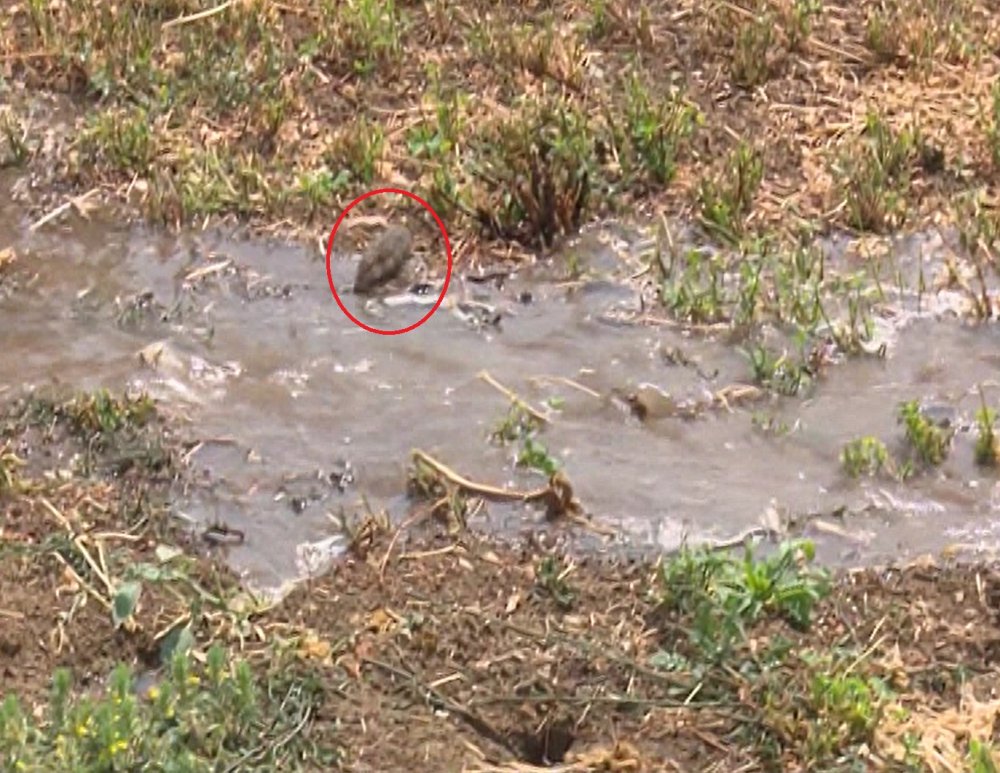 Fareler tarlaları istila etti: 100 milyon lira zarar var