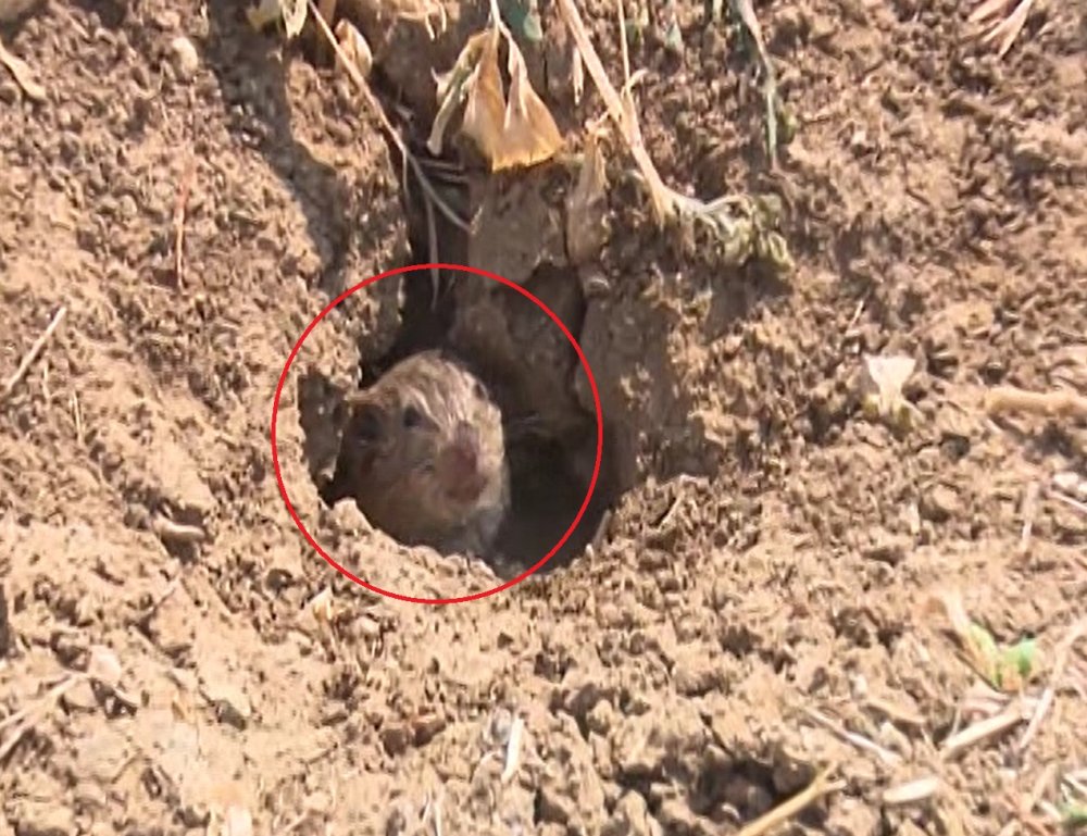 Fareler tarlaları istila etti: 100 milyon lira zarar var