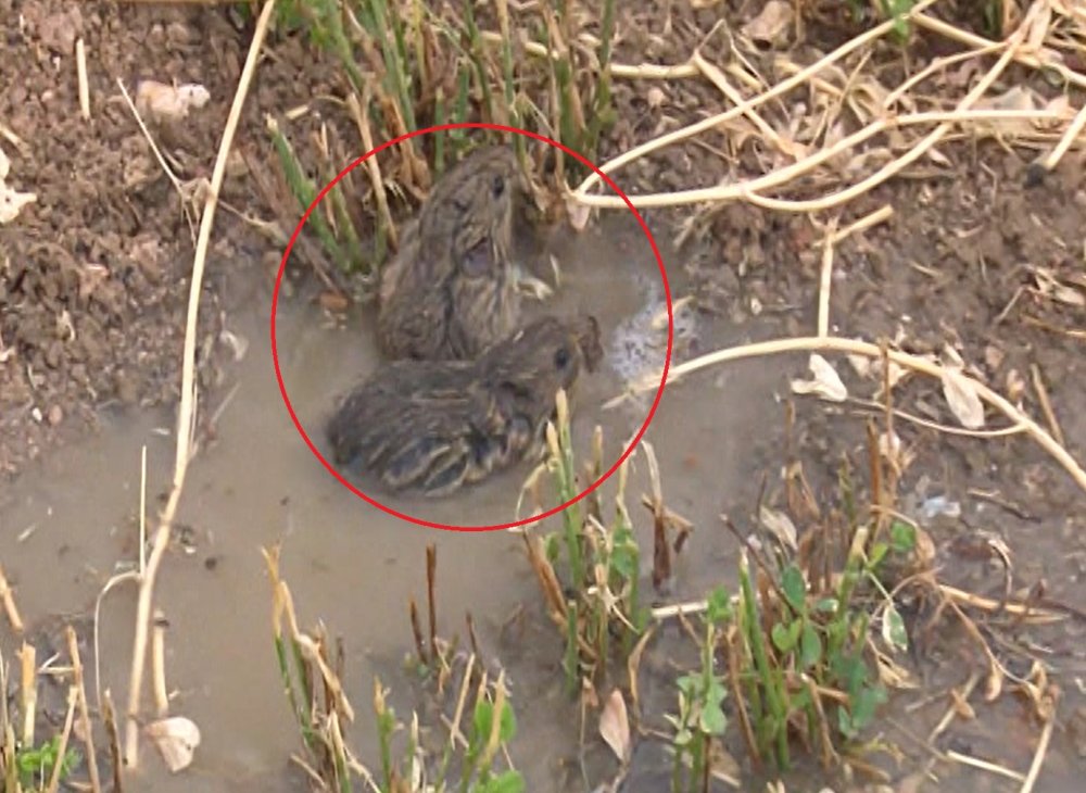 Fareler tarlaları istila etti: 100 milyon lira zarar var