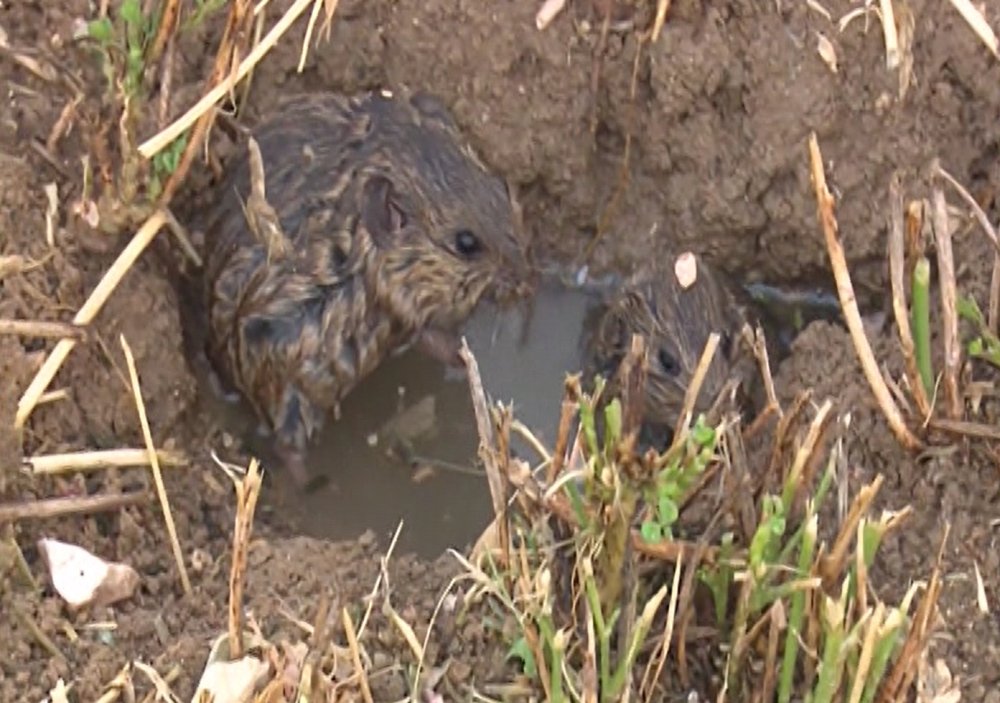 Fareler tarlaları istila etti: 100 milyon lira zarar var