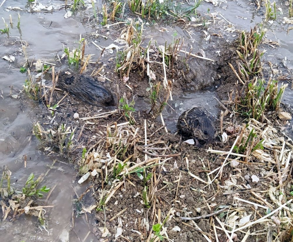 Fareler tarlaları istila etti: 100 milyon lira zarar var