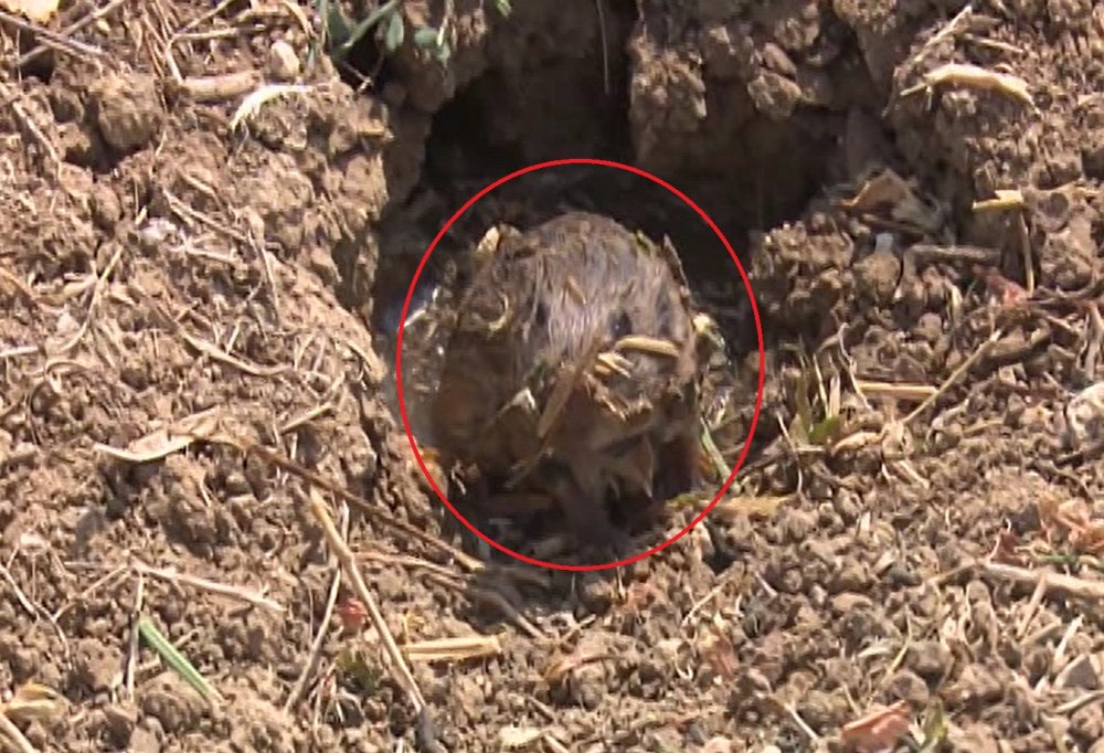 Fareler tarlaları istila etti: 100 milyon lira zarar var