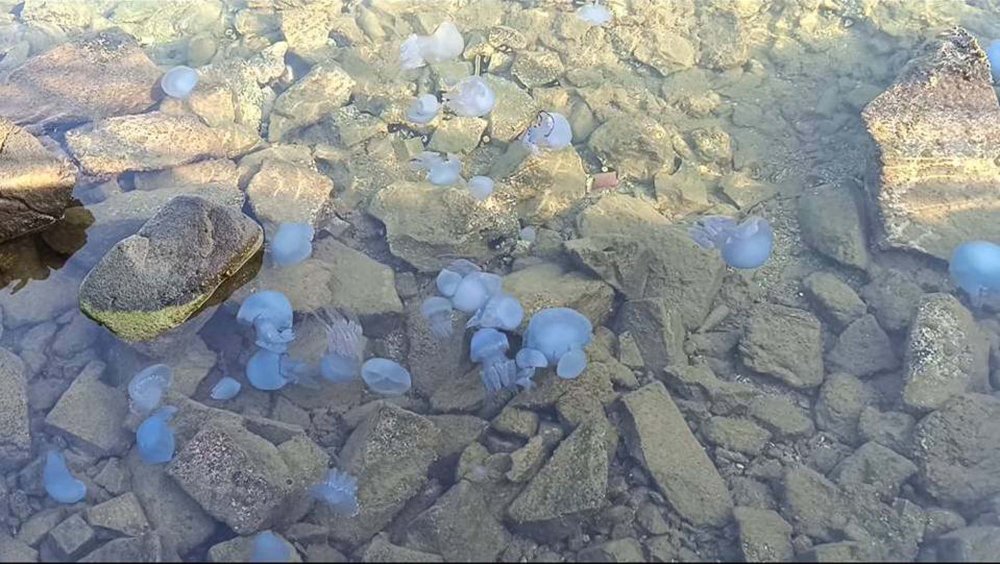 Tatilciler tedirgin oldu! Turistik ilçede denizanası yoğunluğu: 'Bu kadarını ilk kez görüyorum'