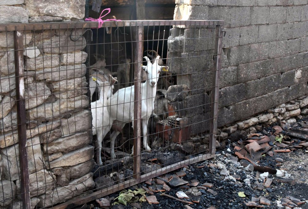 Hayvanların kurtarmak isterken ölümden döndü
