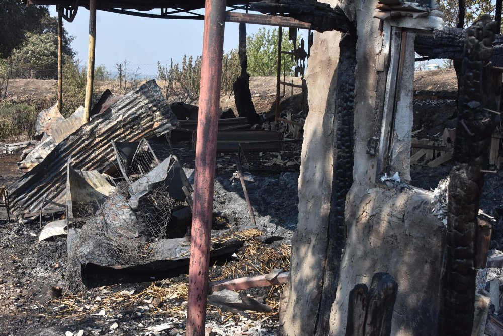 Hayvanların kurtarmak isterken ölümden döndü