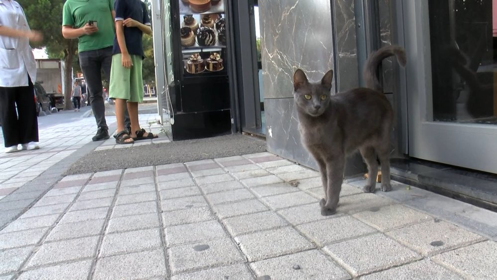 Köpeklere savaş açan kedi çevredekileri şaşkına çevirdi: Sibirya kurduna saldırdı
