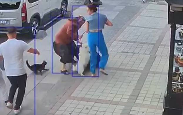 Köpeklere savaş açan kedi çevredekileri şaşkına çevirdi: Sibirya kurduna saldırdı