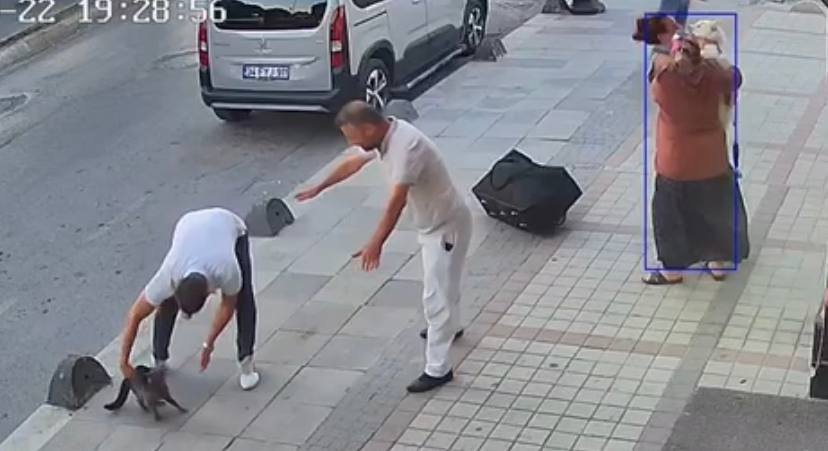 Köpeklere savaş açan kedi çevredekileri şaşkına çevirdi: Sibirya kurduna saldırdı