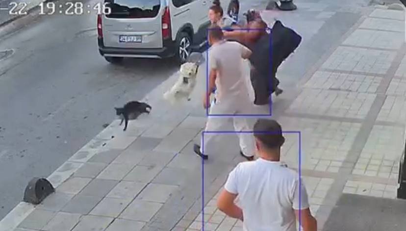 Köpeklere savaş açan kedi çevredekileri şaşkına çevirdi: Sibirya kurduna saldırdı