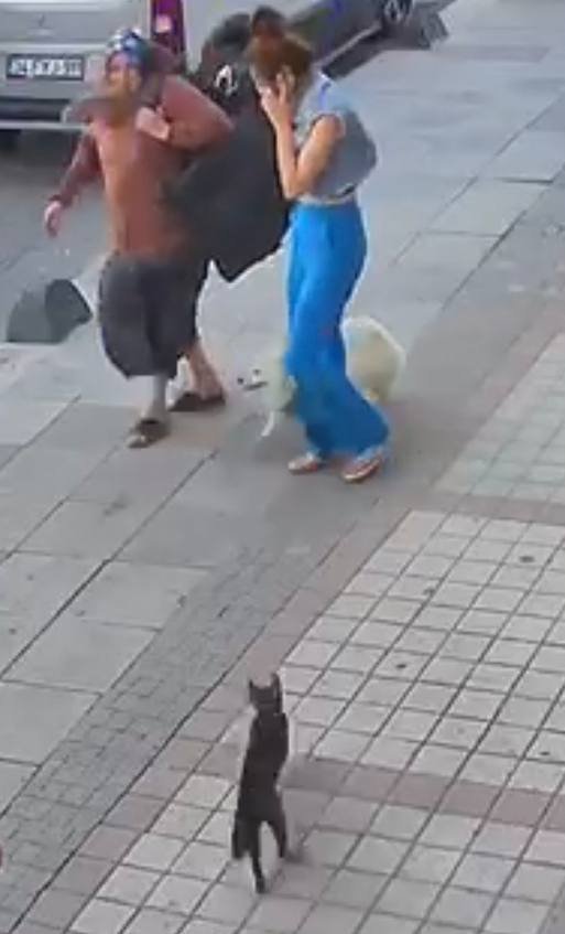 Köpeklere savaş açan kedi çevredekileri şaşkına çevirdi: Sibirya kurduna saldırdı