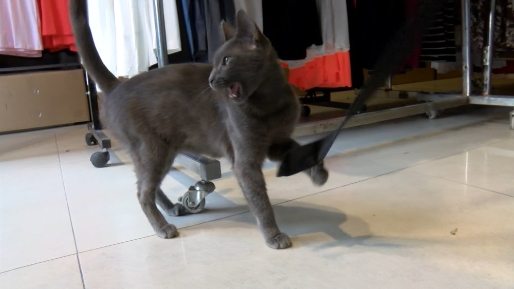 Köpeklere savaş açan kedi çevredekileri şaşkına çevirdi: Sibirya kurduna saldırdı