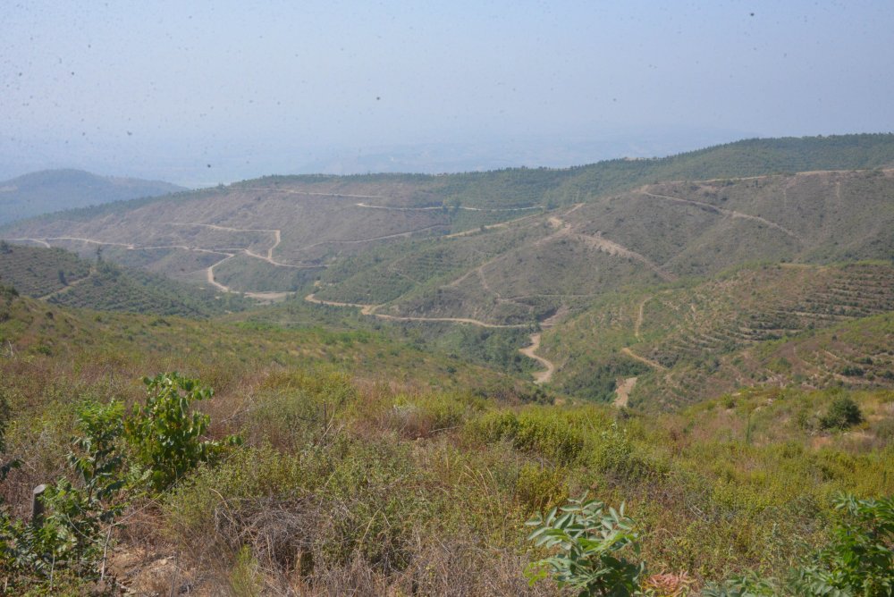 44 saatte söndürülen yangında zarar gören alan, 40 yılda eski haline dönecek