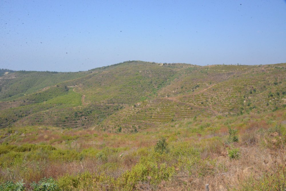 44 saatte söndürülen yangında zarar gören alan, 40 yılda eski haline dönecek