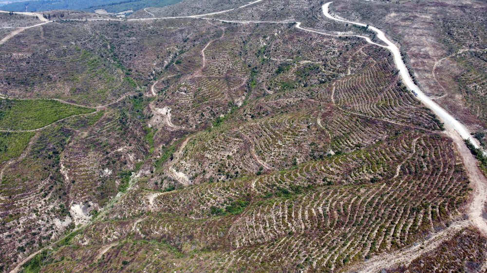 44 saatte söndürülen yangında zarar gören alan, 40 yılda eski haline dönecek