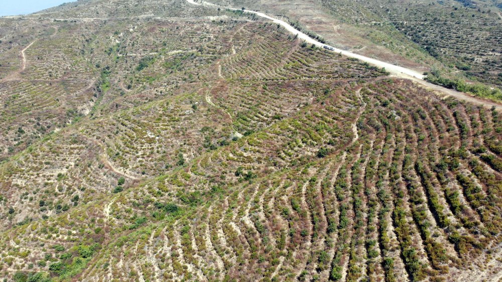 44 saatte söndürülen yangında zarar gören alan, 40 yılda eski haline dönecek