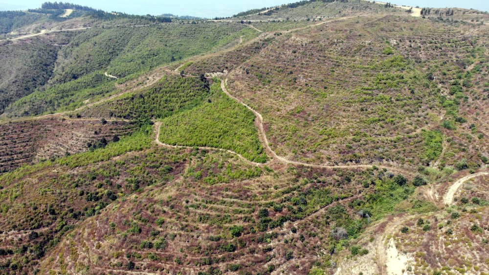 44 saatte söndürülen yangında zarar gören alan, 40 yılda eski haline dönecek