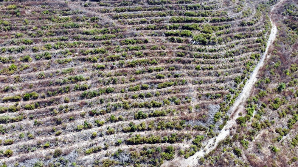 44 saatte söndürülen yangında zarar gören alan, 40 yılda eski haline dönecek