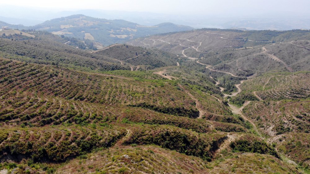 44 saatte söndürülen yangında zarar gören alan, 40 yılda eski haline dönecek