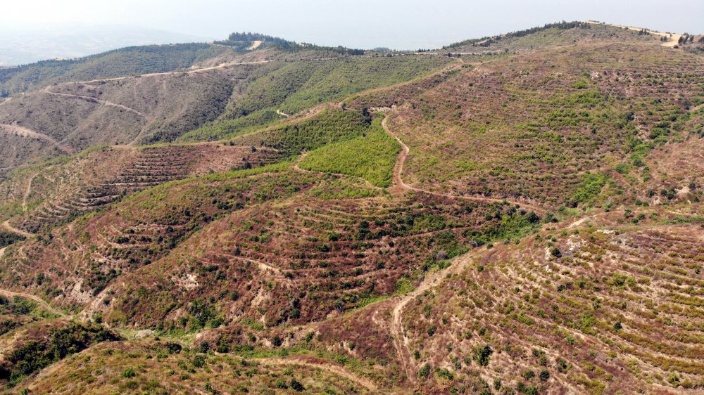 44 saatte söndürülen yangında zarar gören alan, 40 yılda eski haline dönecek