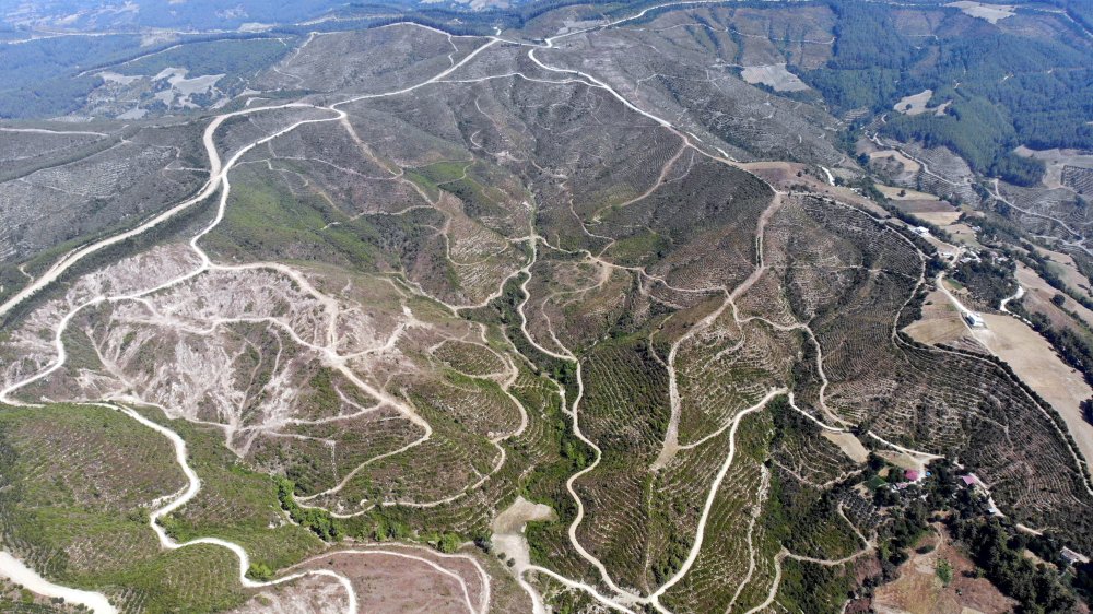 44 saatte söndürülen yangında zarar gören alan, 40 yılda eski haline dönecek