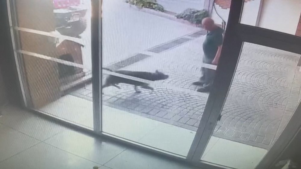 Bakırköy'deki Pitbull saldırısı: Sahipleri yakalandı