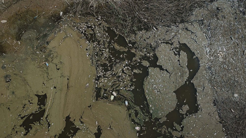 Nehirde toplu balık ölümleri: 'Böyle devam ederse çok sayıda canlı ölecek'