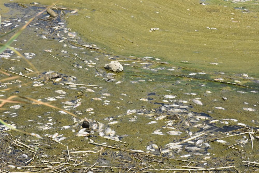 Nehirde toplu balık ölümleri: 'Böyle devam ederse çok sayıda canlı ölecek'