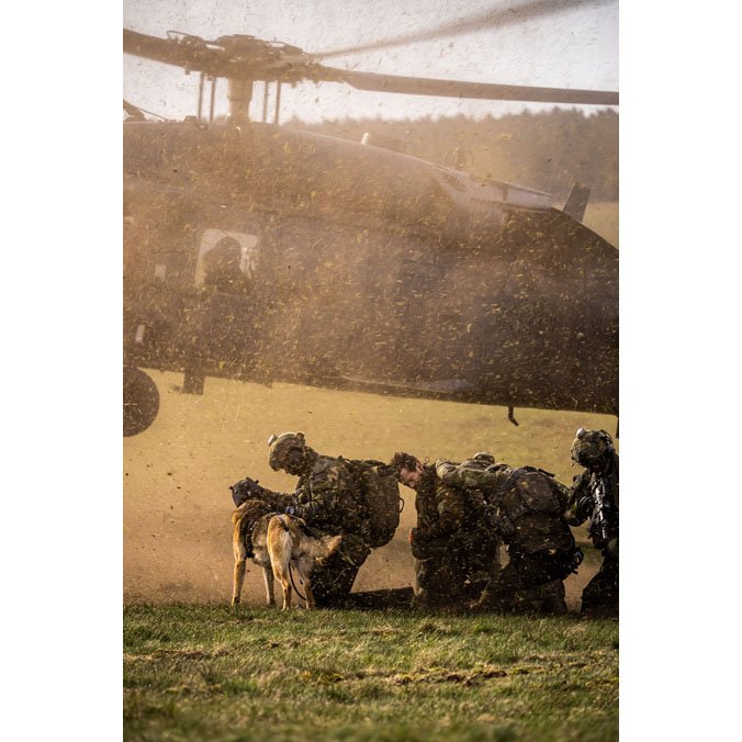 Uluslararası Köpek Günü’nde AB'den anlamlı mesaj