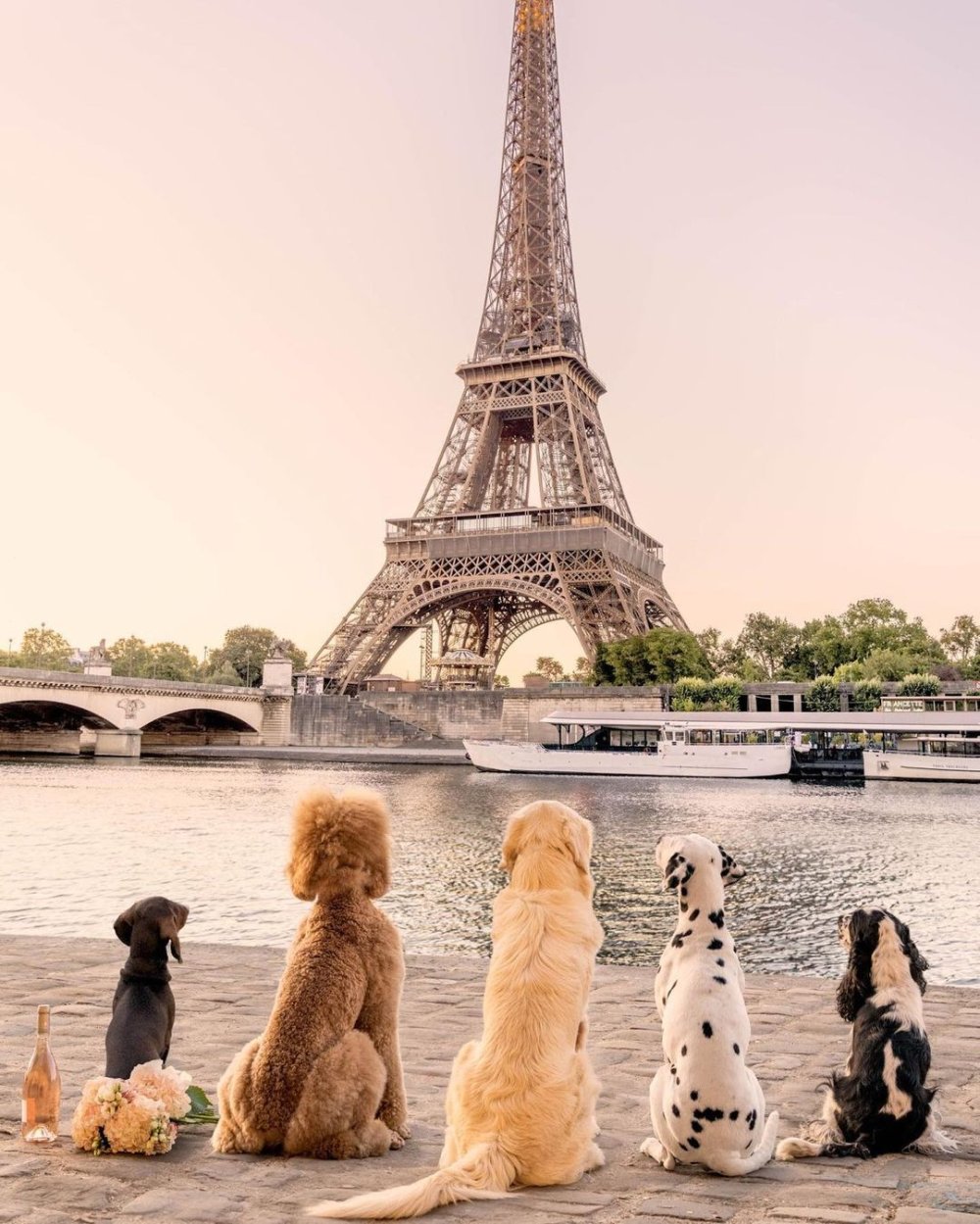 Uluslararası Köpek Günü’nde AB'den anlamlı mesaj