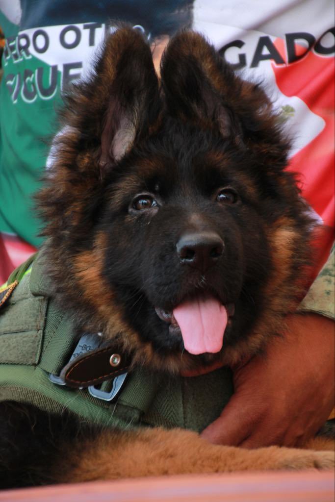 Uluslararası Köpek Günü’nde AB'den anlamlı mesaj