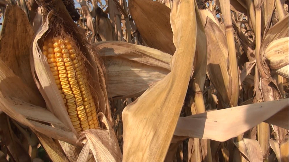 Karadeniz’de ‘buharlaşma’da artış tehlikesi