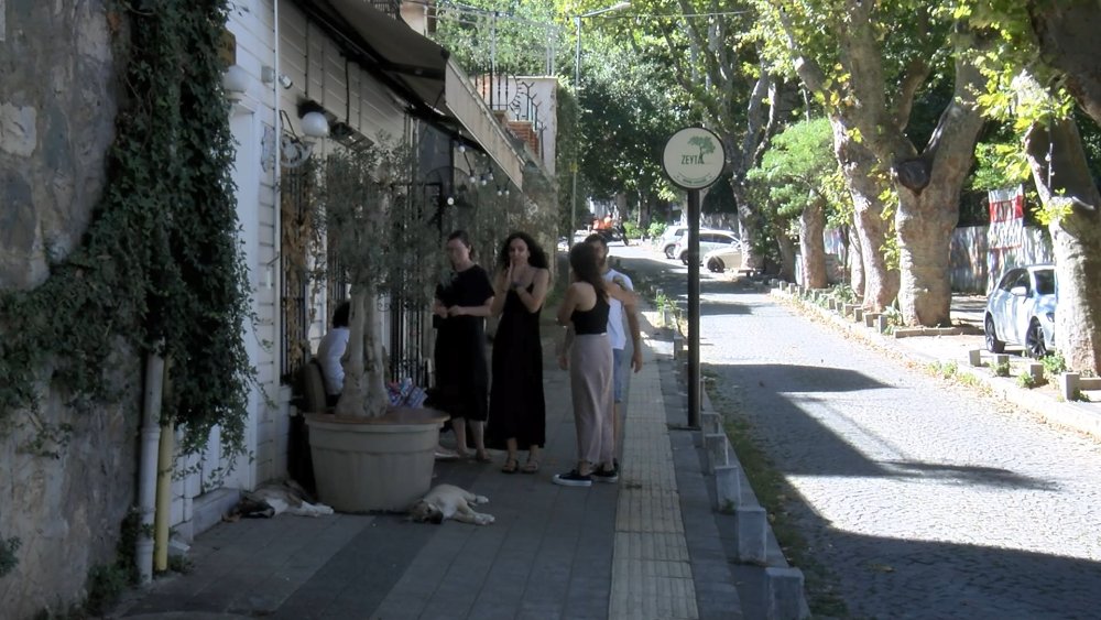 Zeytin ağacı tartışması: Kendini ağaca zincirledi