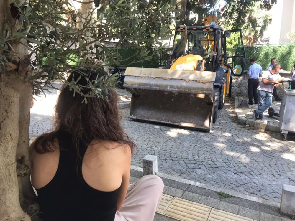 Zeytin ağacı tartışması: Kendini ağaca zincirledi