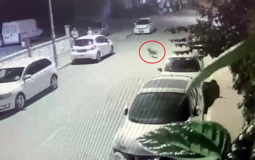 Pitbull saldırısında dehşeti yaşadı: Belediyeden yardım istedi