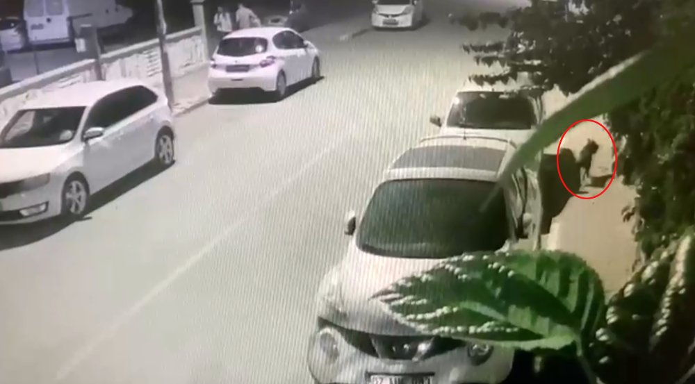 Pitbull saldırısında dehşeti yaşadı: Belediyeden yardım istedi