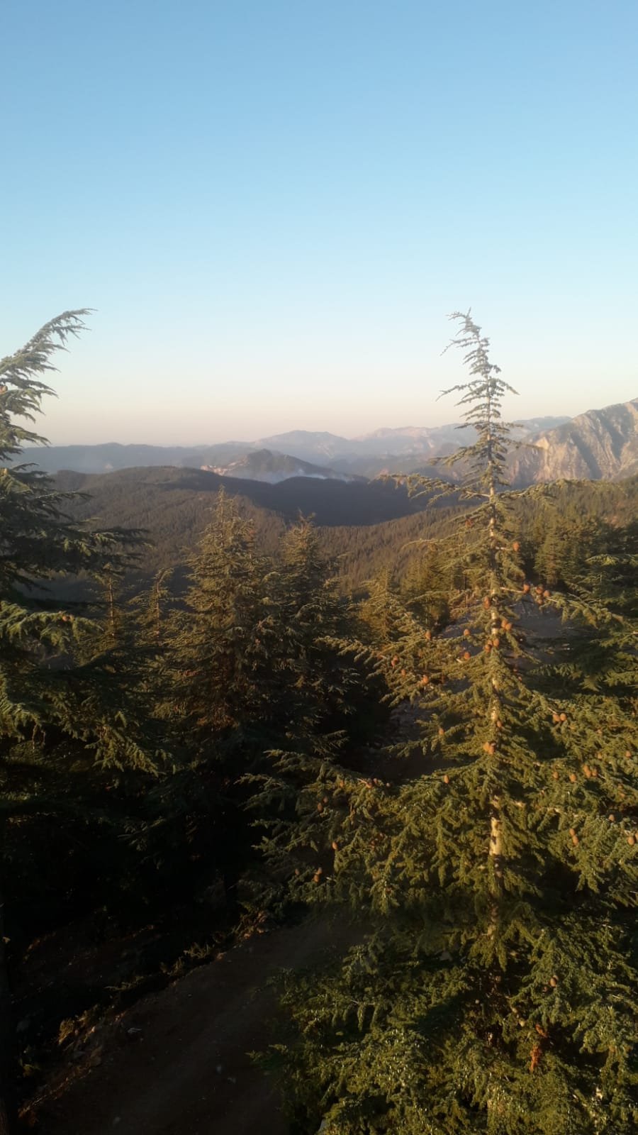 Adana'da orman yangını: Müdahale sürüyor