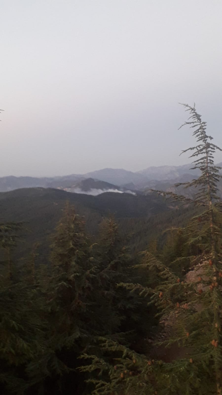 Adana'da orman yangını: Müdahale sürüyor