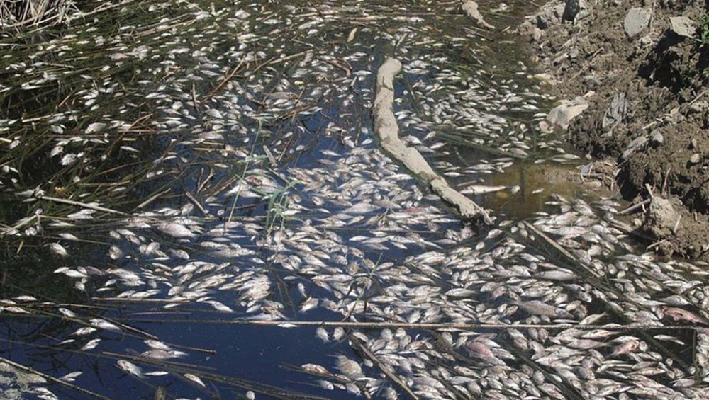 Tahliye kanalındaki toplu balık ölümleri: Sebebi belli oldu