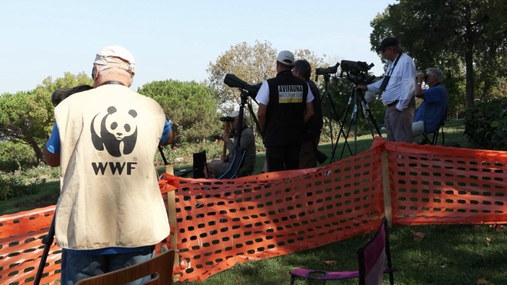Dünyanın dört bir yanından geliyorlar: Yırtıcı kuş göçü gözlemi