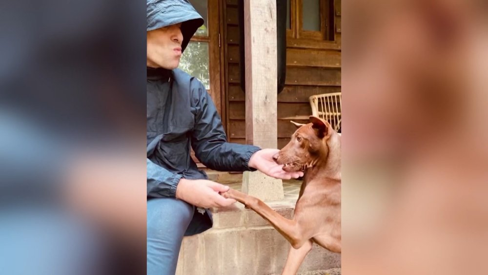 Sokak köpeğinin başına talih kuşu kondu: Ünlü solist sahiplendi