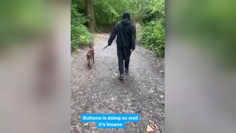 Sokak köpeğinin başına talih kuşu kondu: Ünlü solist sahiplendi