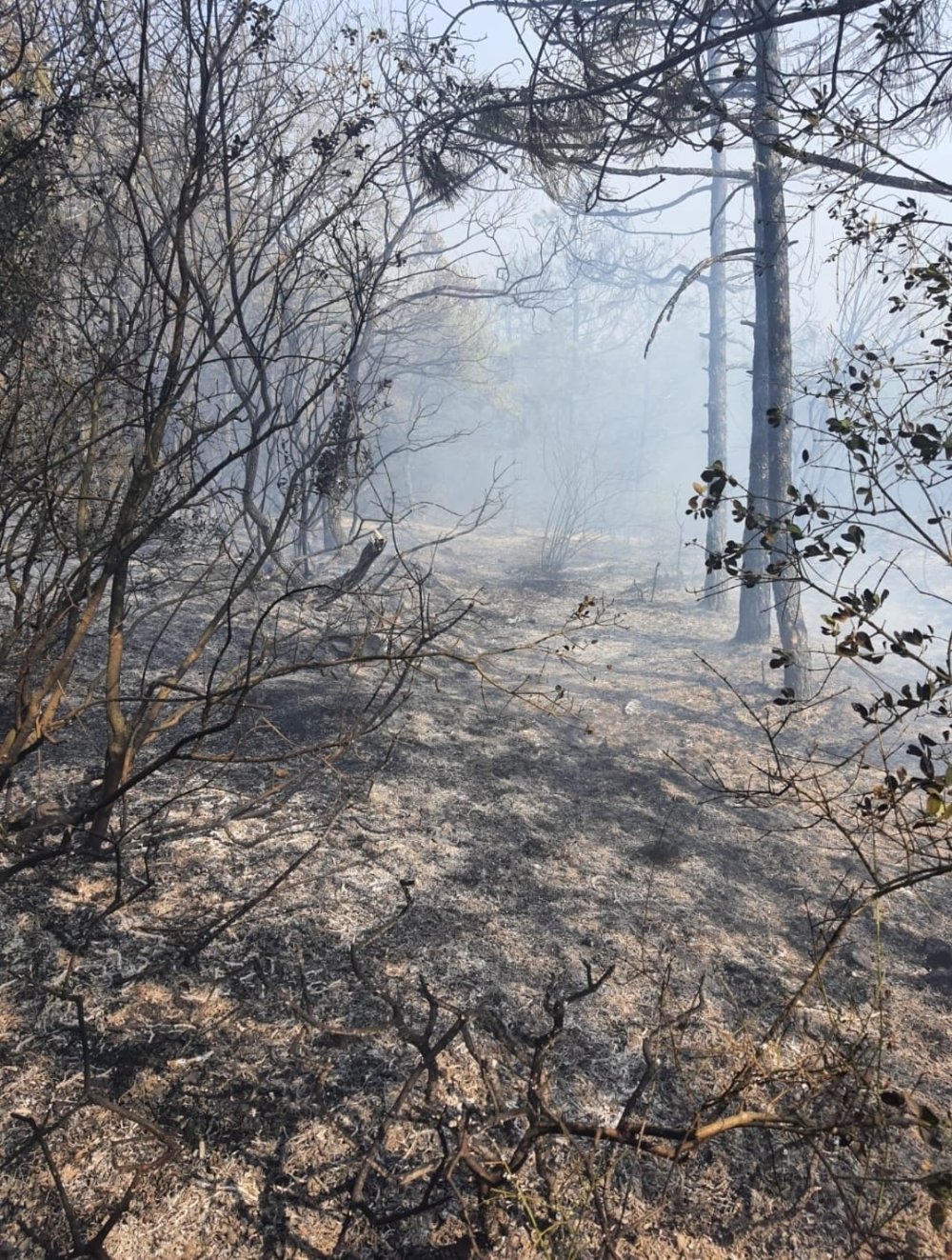 2 dönüm orman kül oldu