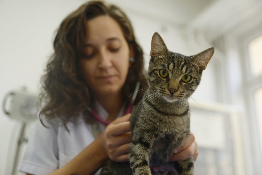 Yaralı halde hastaneye sığınmıştı: "Ali Cabbar" yuva arıyor!