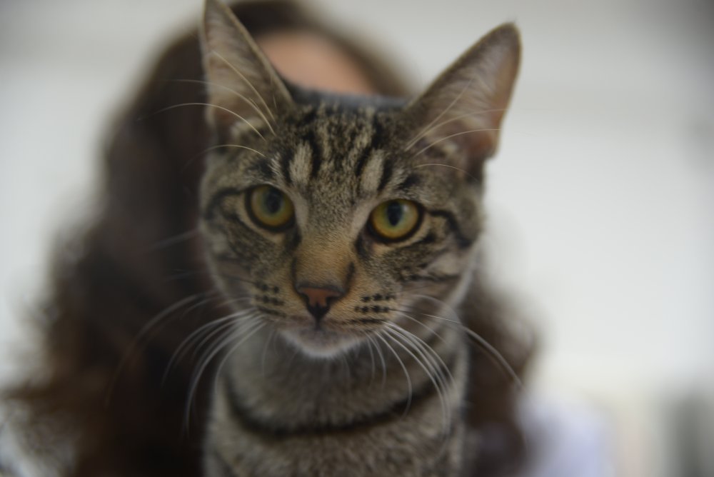 Yaralı halde hastaneye sığınmıştı: "Ali Cabbar" yuva arıyor!