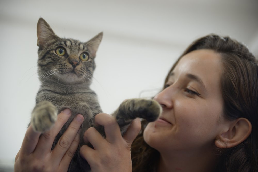 Yaralı halde hastaneye sığınmıştı: "Ali Cabbar" yuva arıyor!