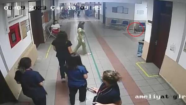 Yaralı halde hastaneye sığınmıştı: "Ali Cabbar" yuva arıyor!