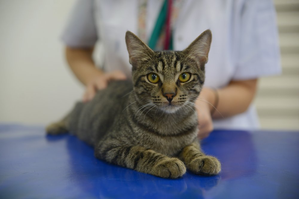 Yaralı halde hastaneye sığınmıştı: "Ali Cabbar" yuva arıyor!