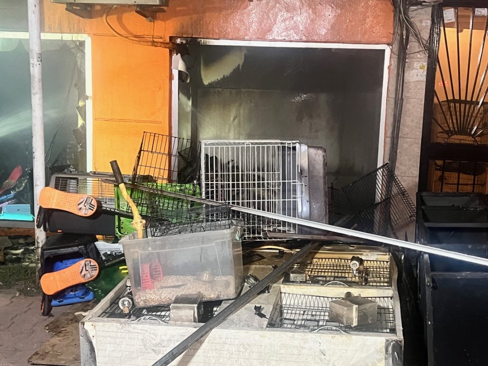 Petshopta yangın çıktı! Hayvanlar telef oldu..