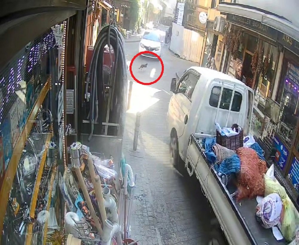 Kediyi göz göre göre öldürdü: Hiçbir şey olmamış gibi yoluna devam etti